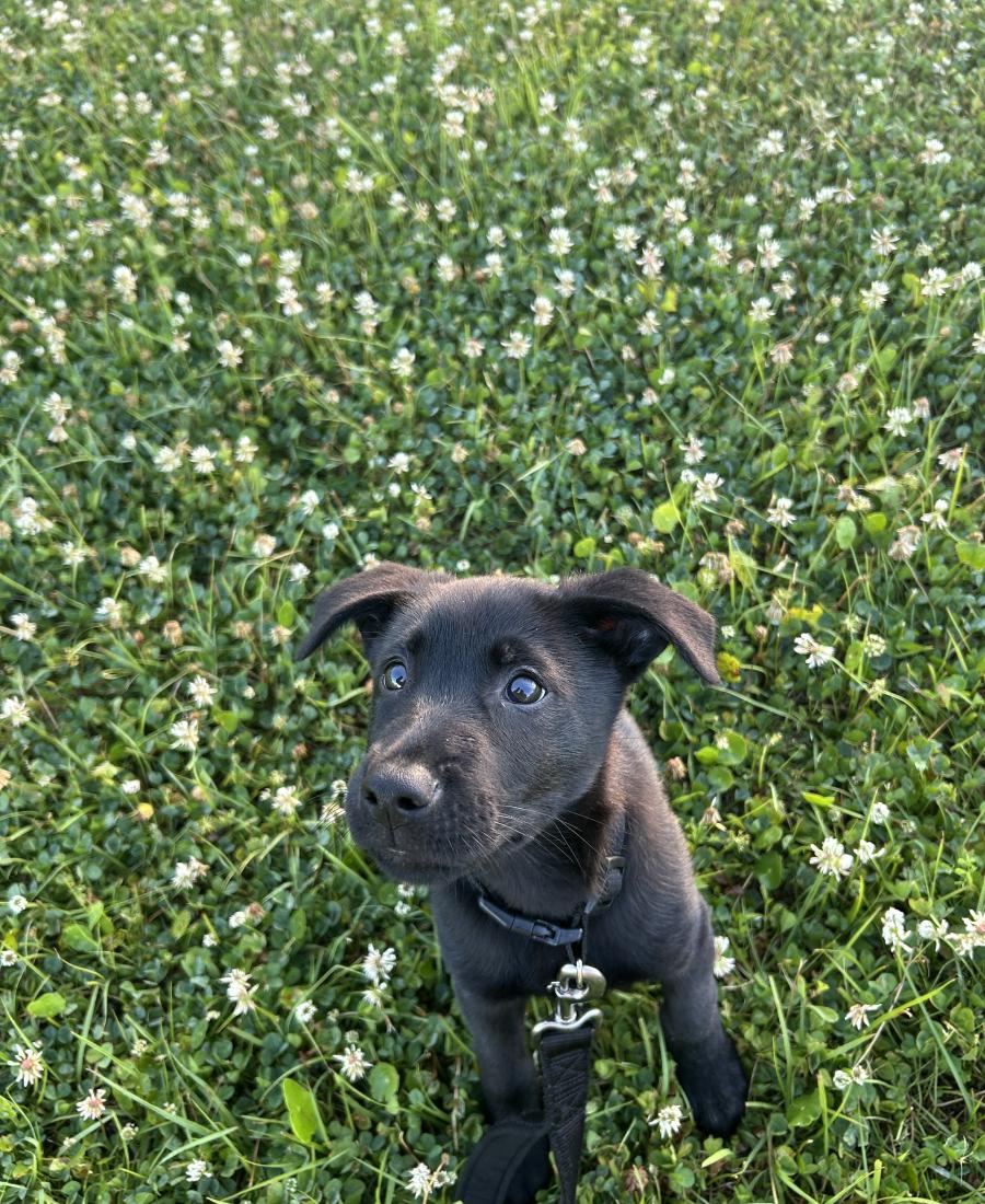 Nova