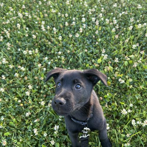 Nova