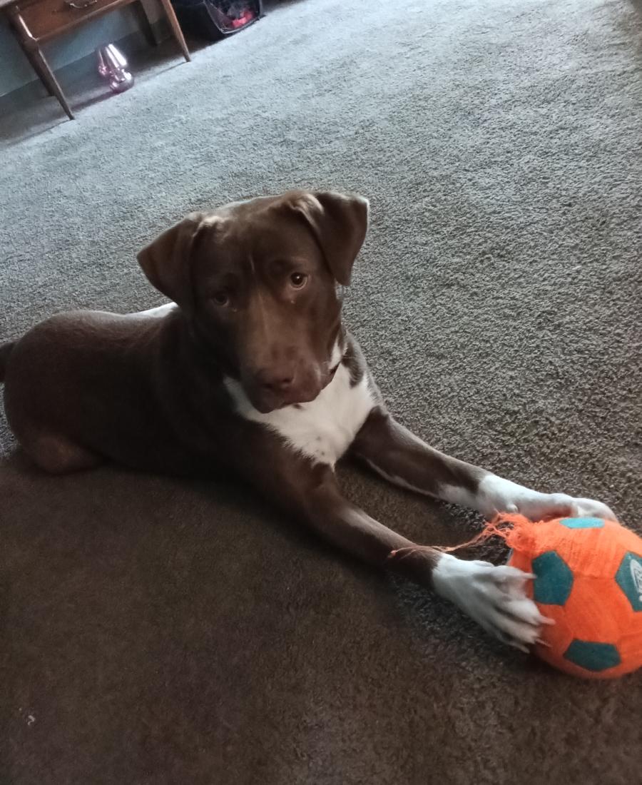Braxton annabella