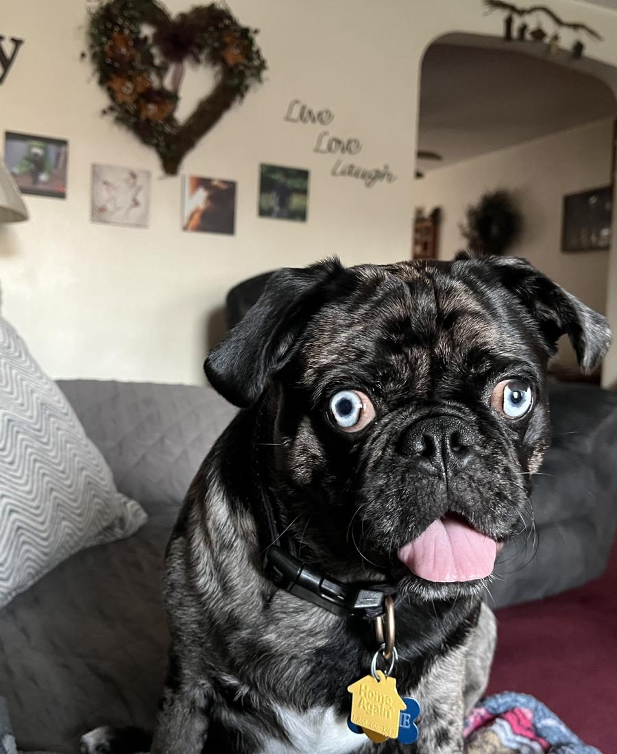 Frankie