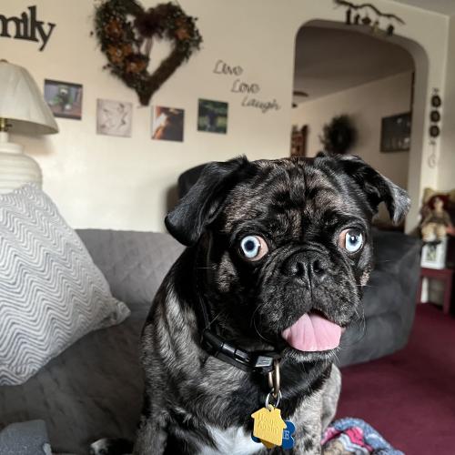 Frankie