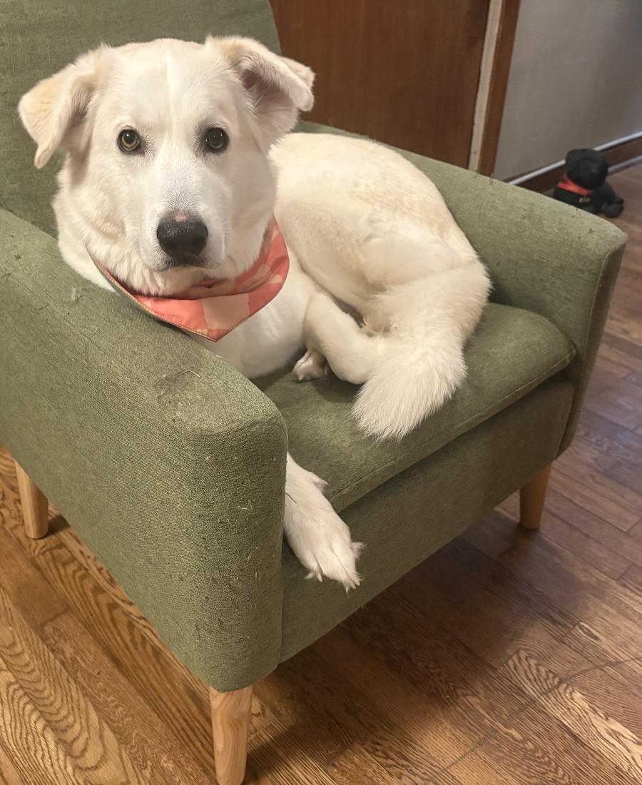 Gracie