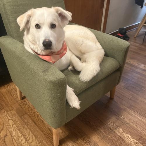 Gracie