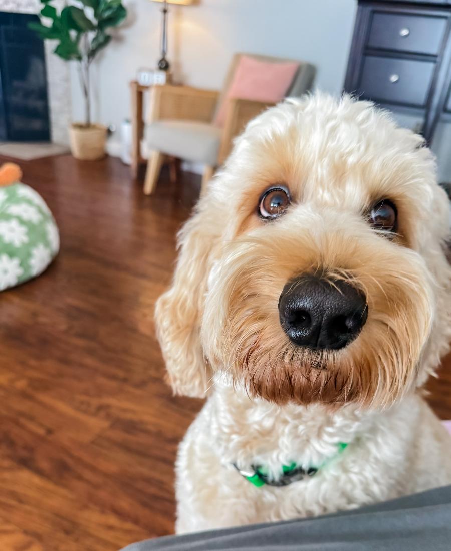 Arlo