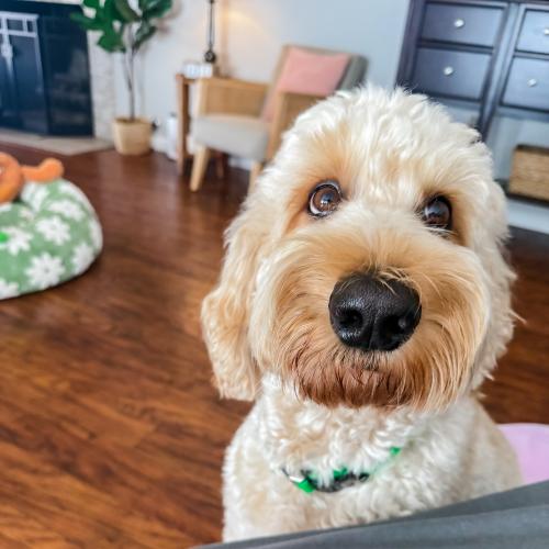 Arlo