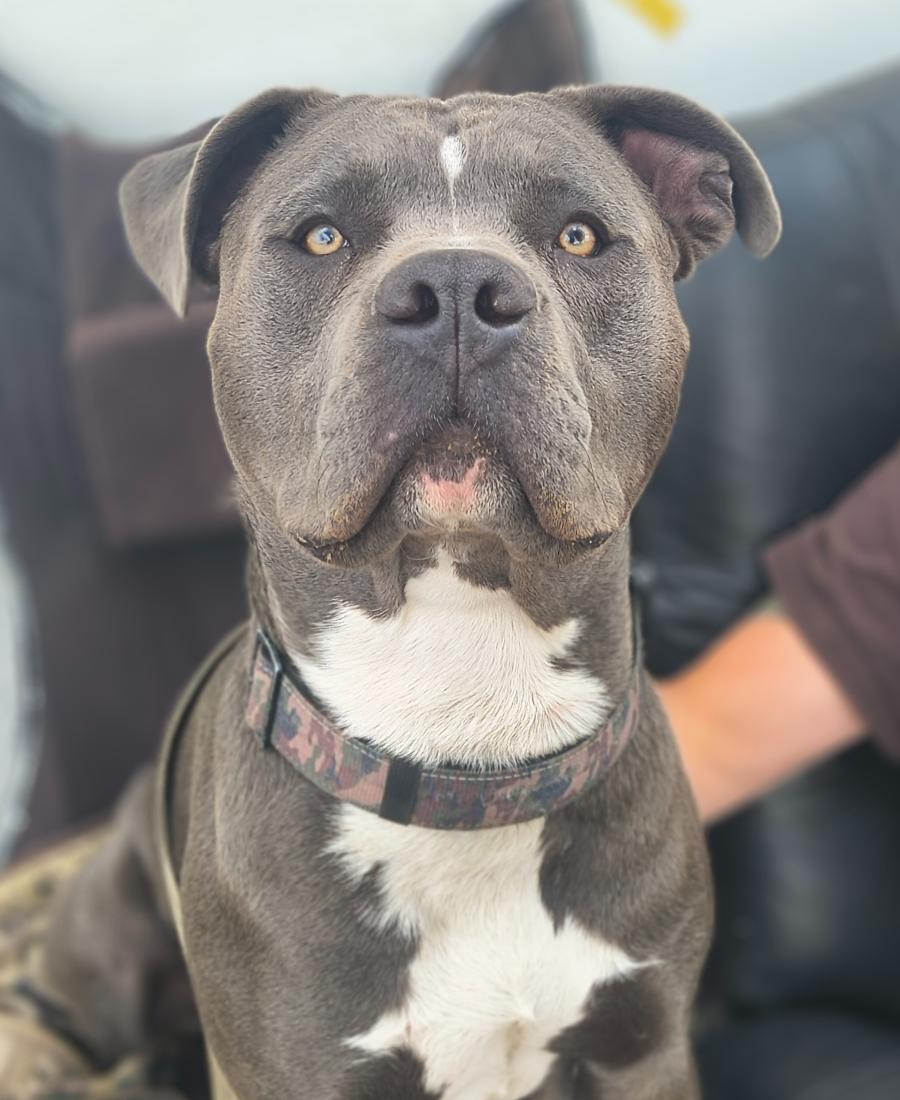 Floki loki