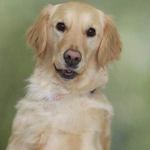 Gia