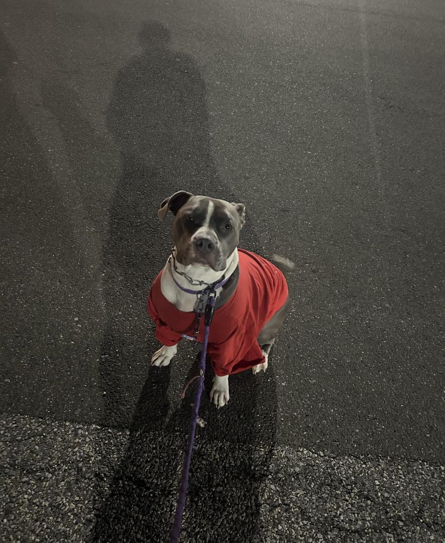 Buddy