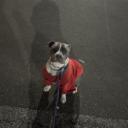 Buddy