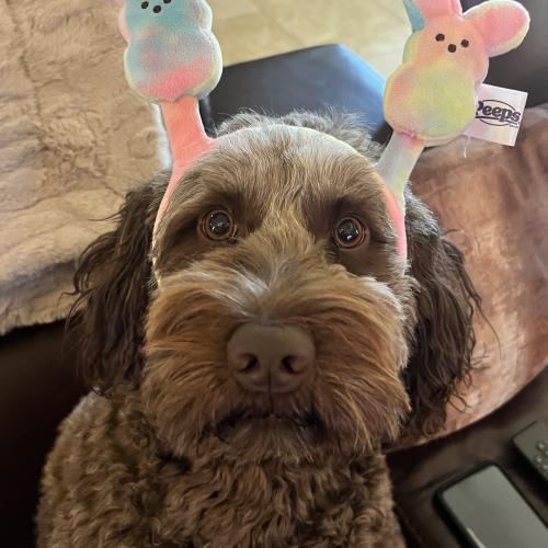 Zoey