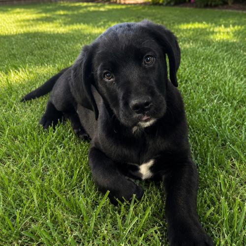 Buddy