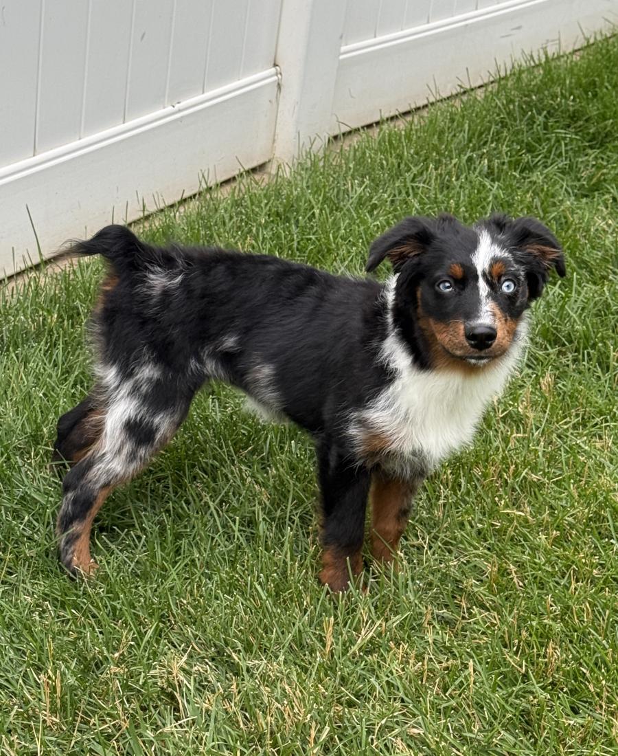 Zuri