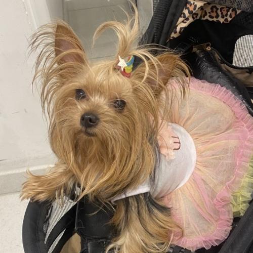 Princess