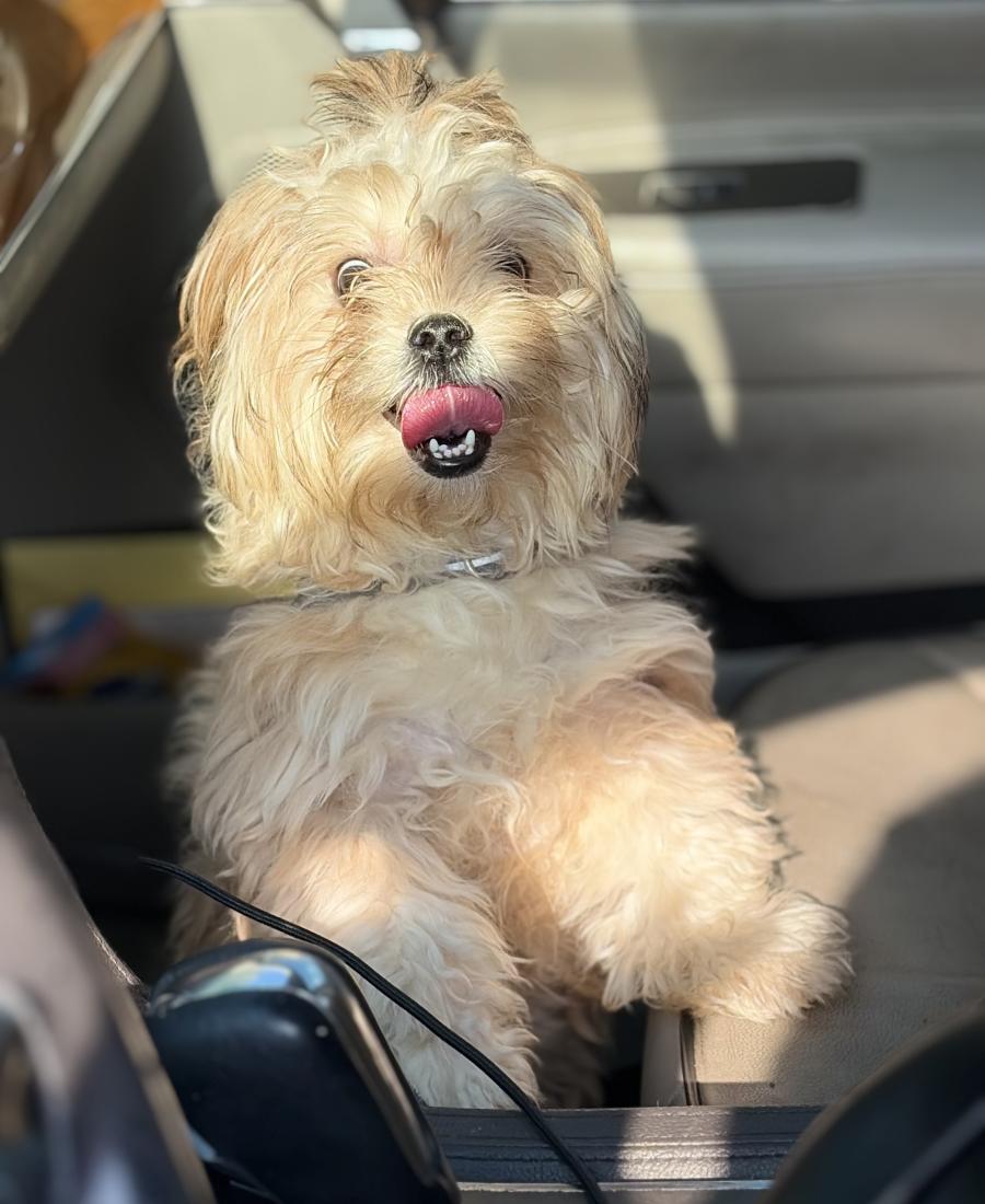 Bella