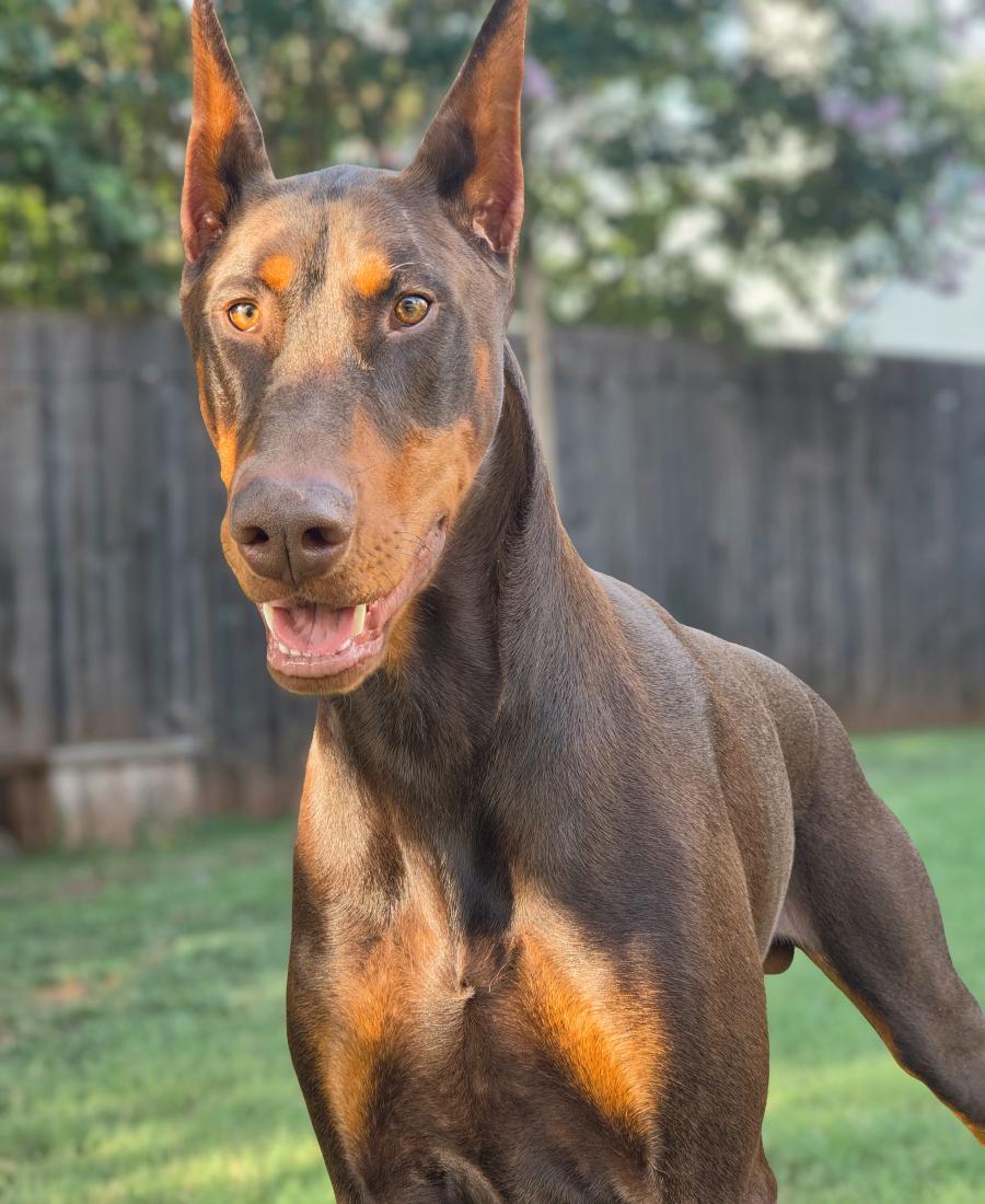 Bodi