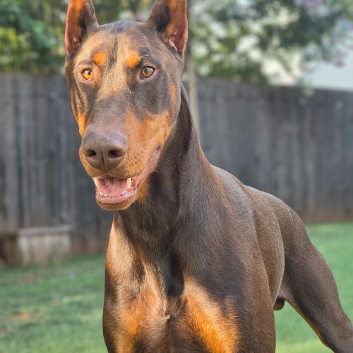 Bodi