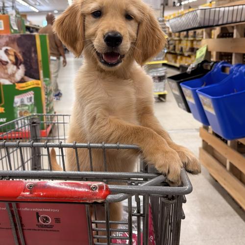 Bo