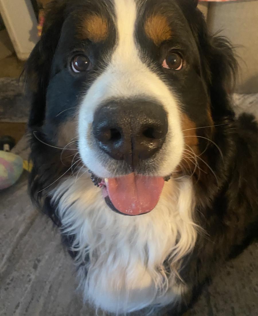 Simba