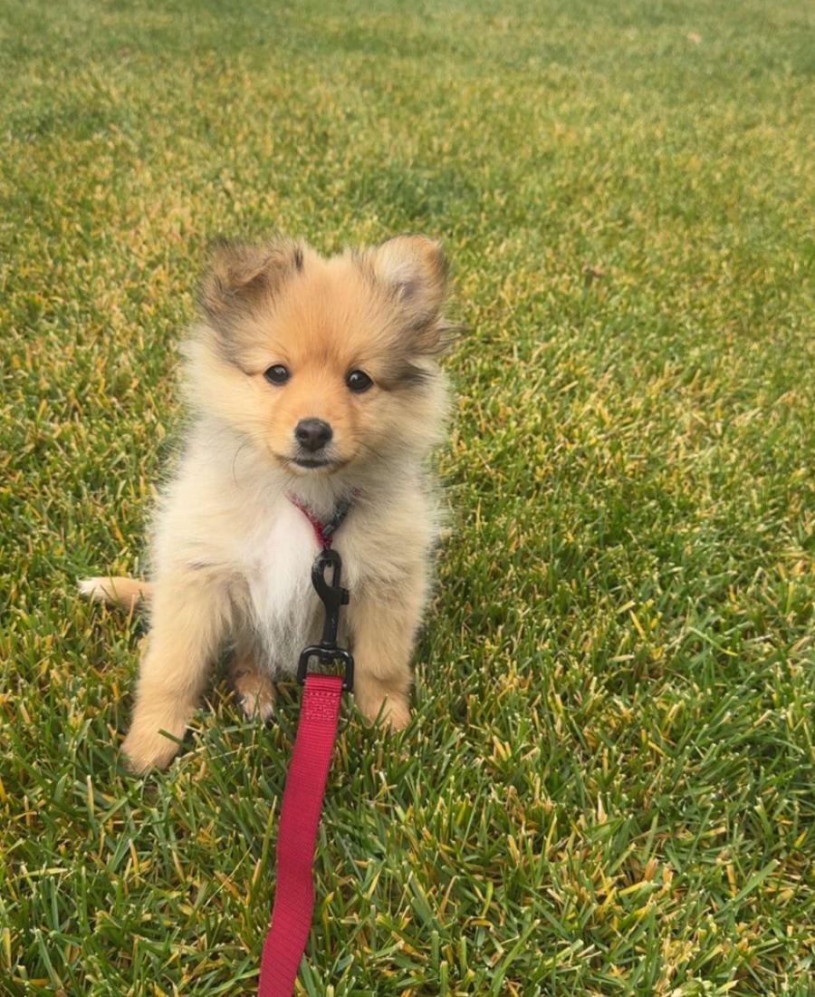 Charlie