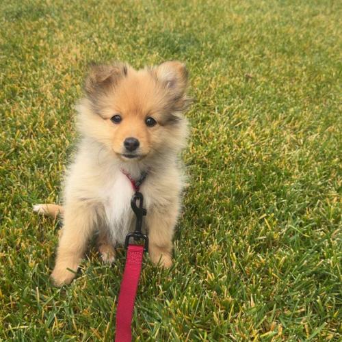 Charlie