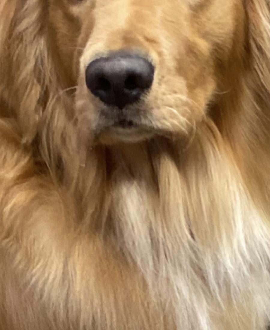 Waylon