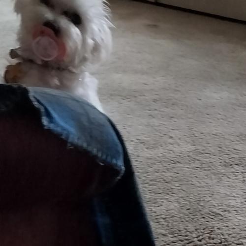 Prince