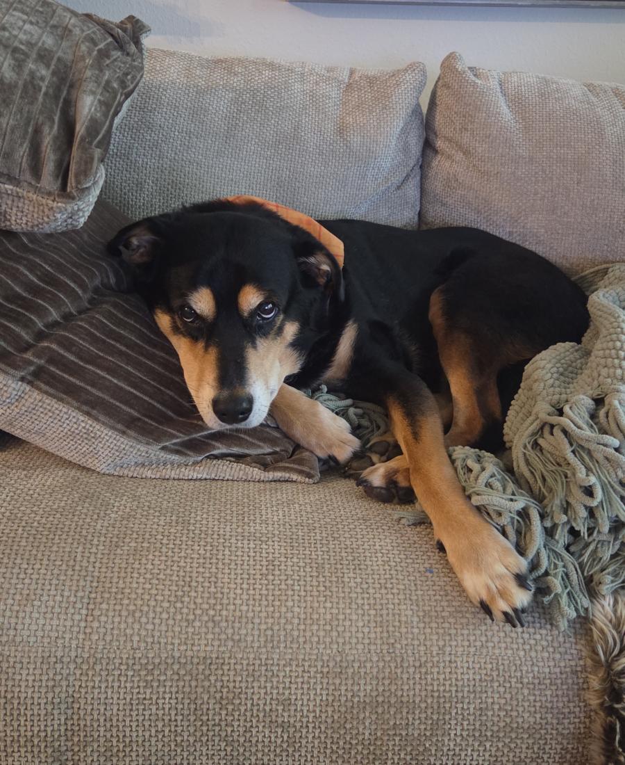 Enzo