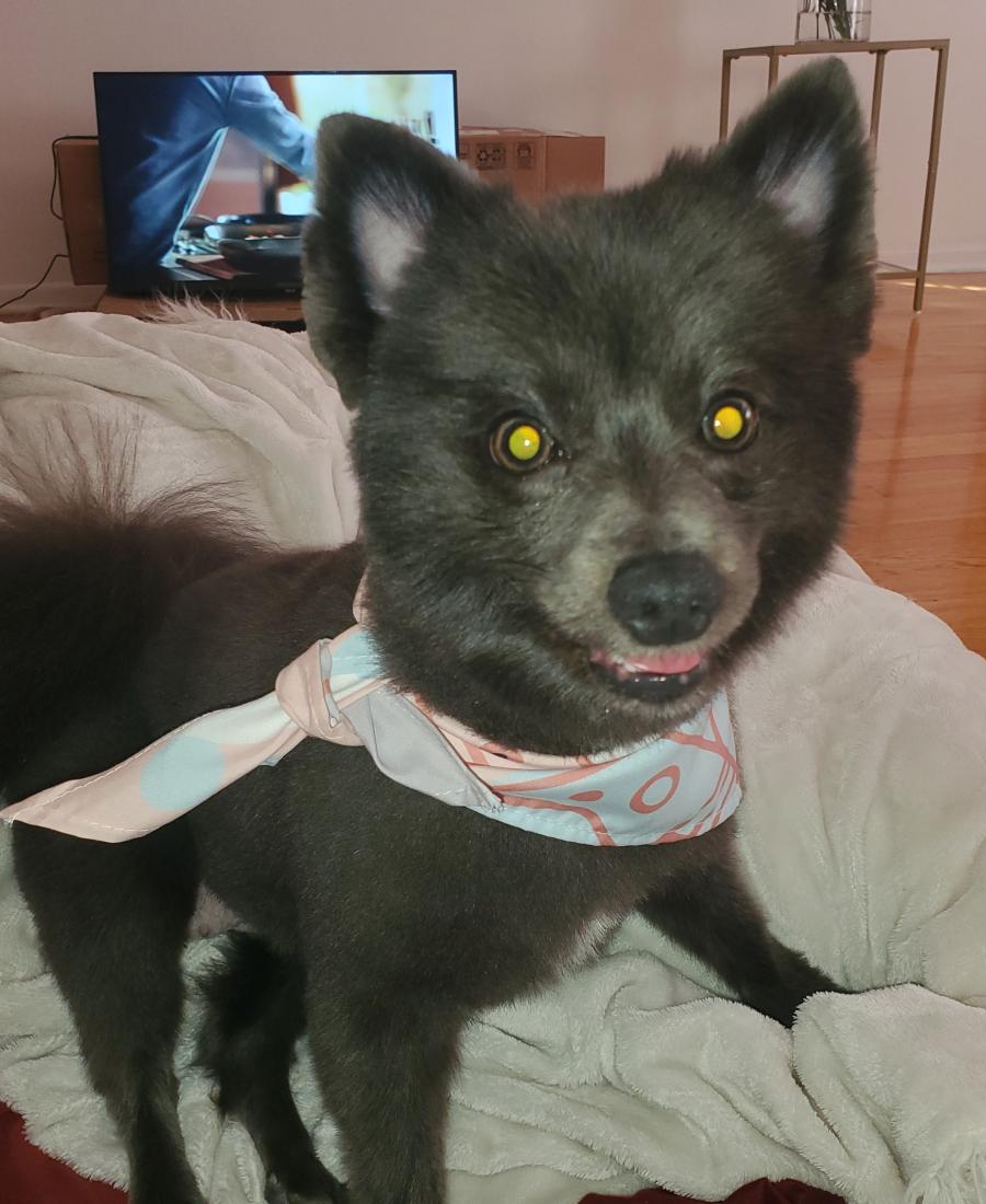 Freya Bluebelle