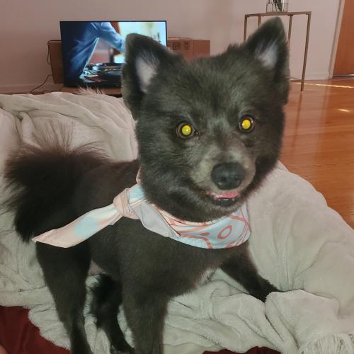 Freya Bluebelle