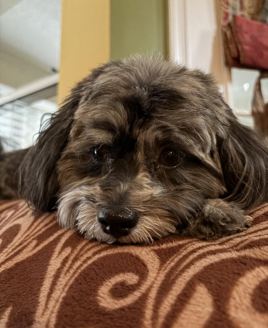 Daisy