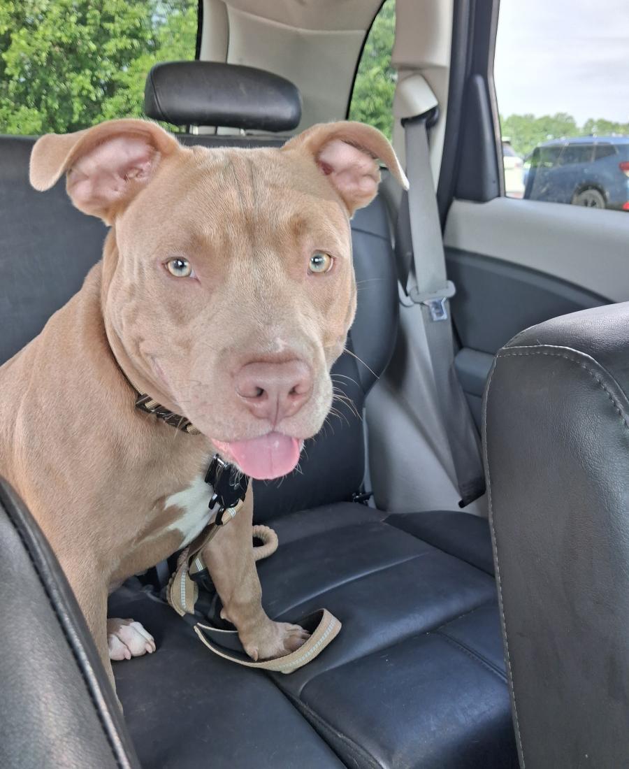 Koda