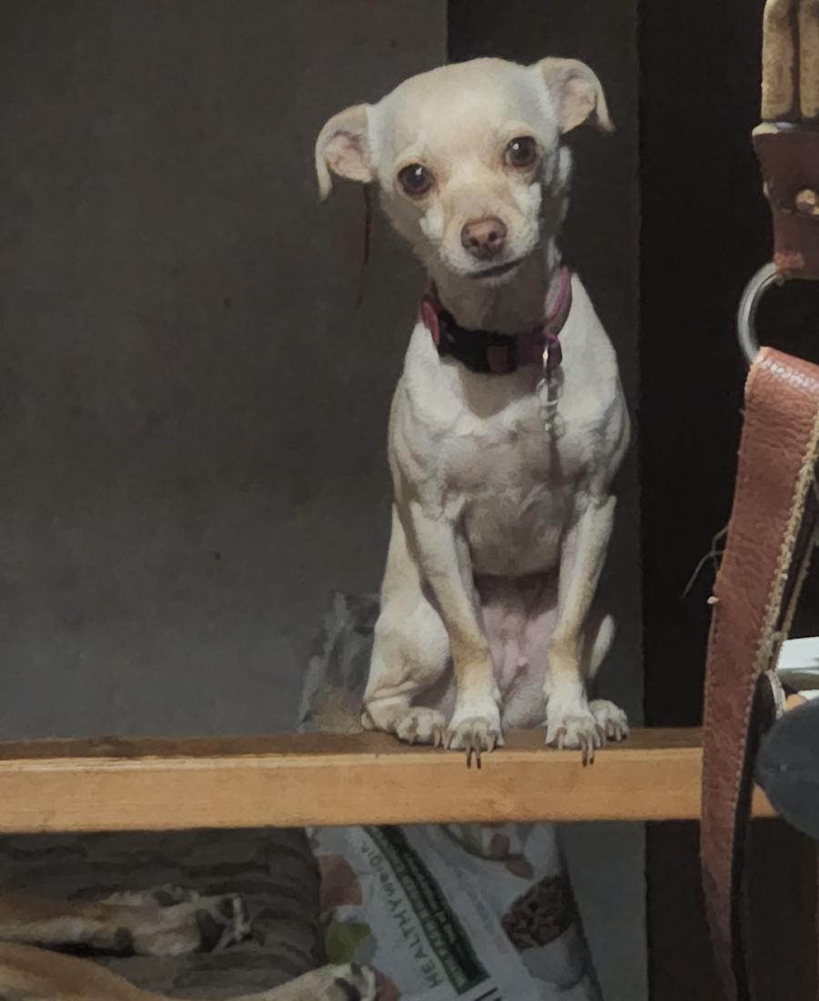 Stella