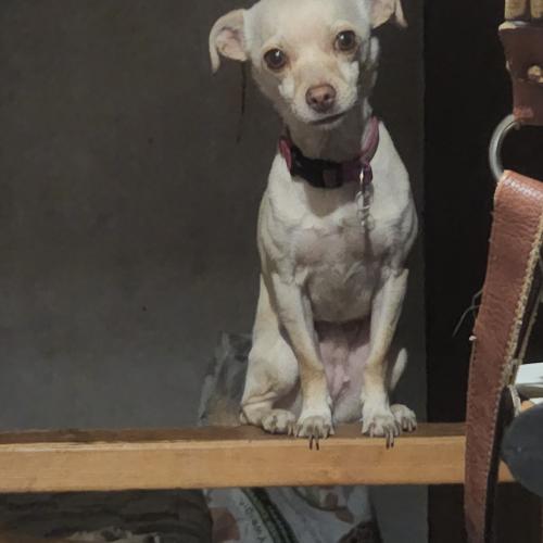 Stella