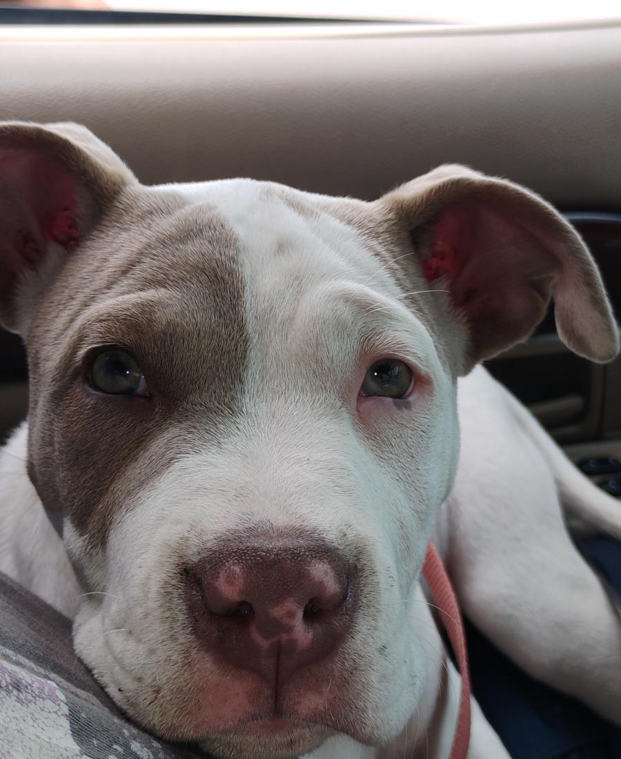 Bella