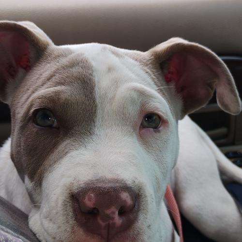Bella