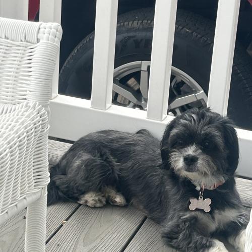 Lexi