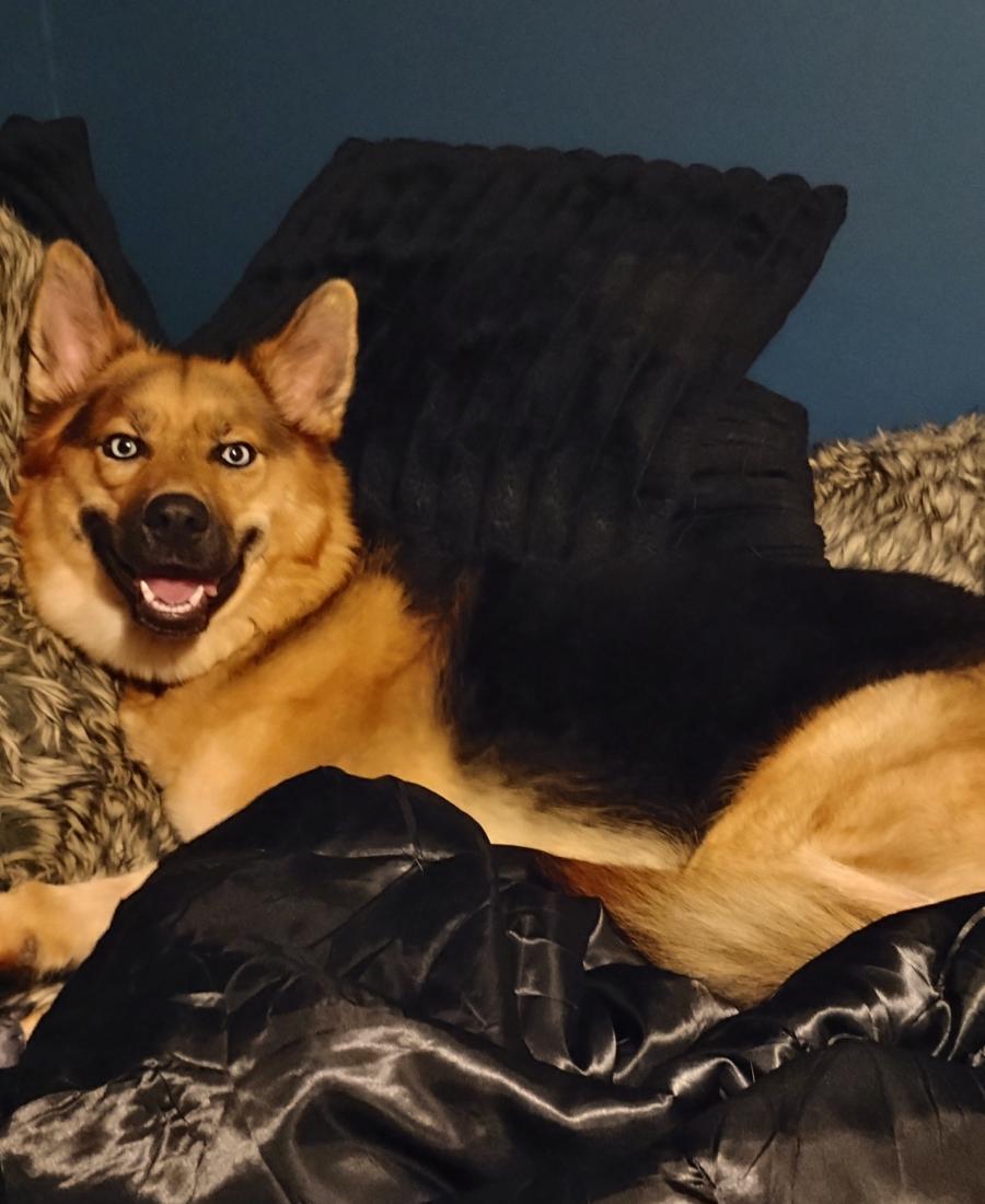 Stella