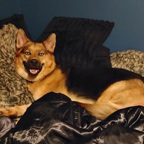 Stella