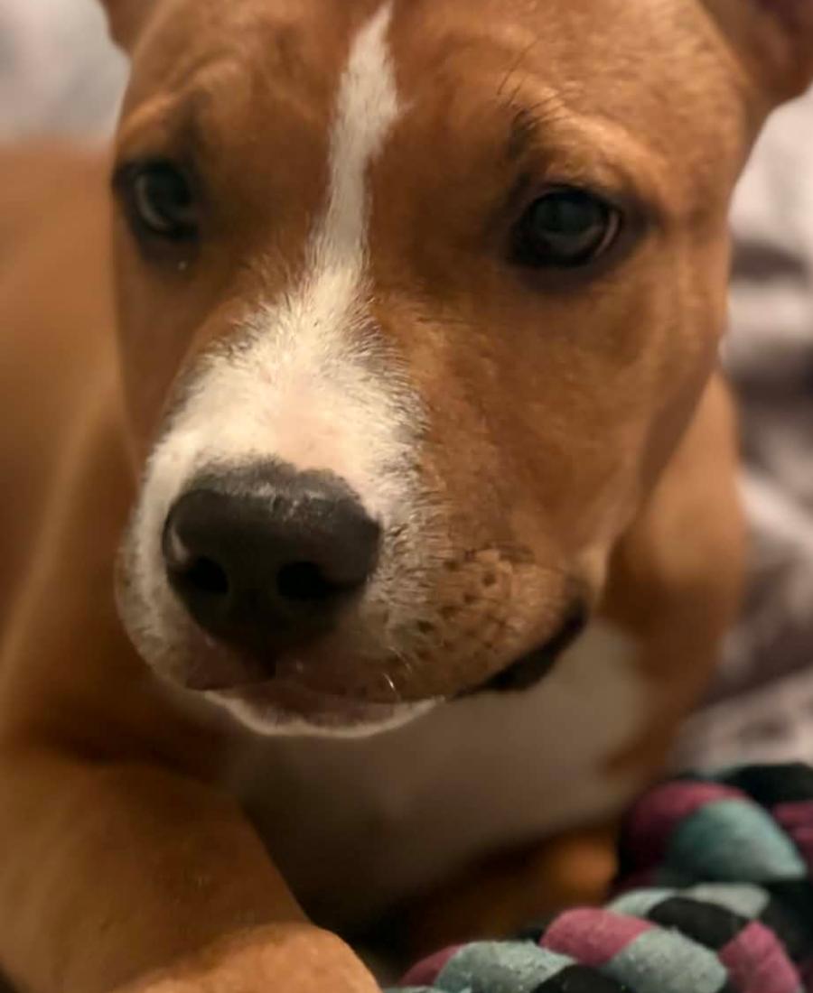 Roscoe