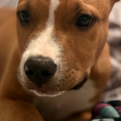 Roscoe