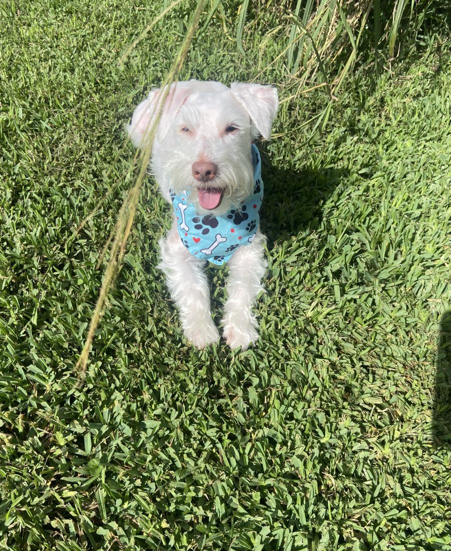 Obi