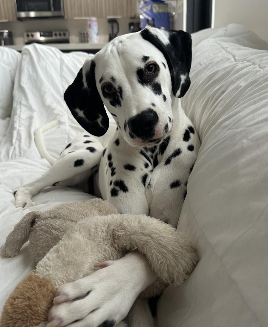 Clementina