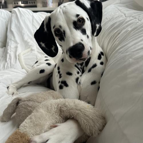 Clementina