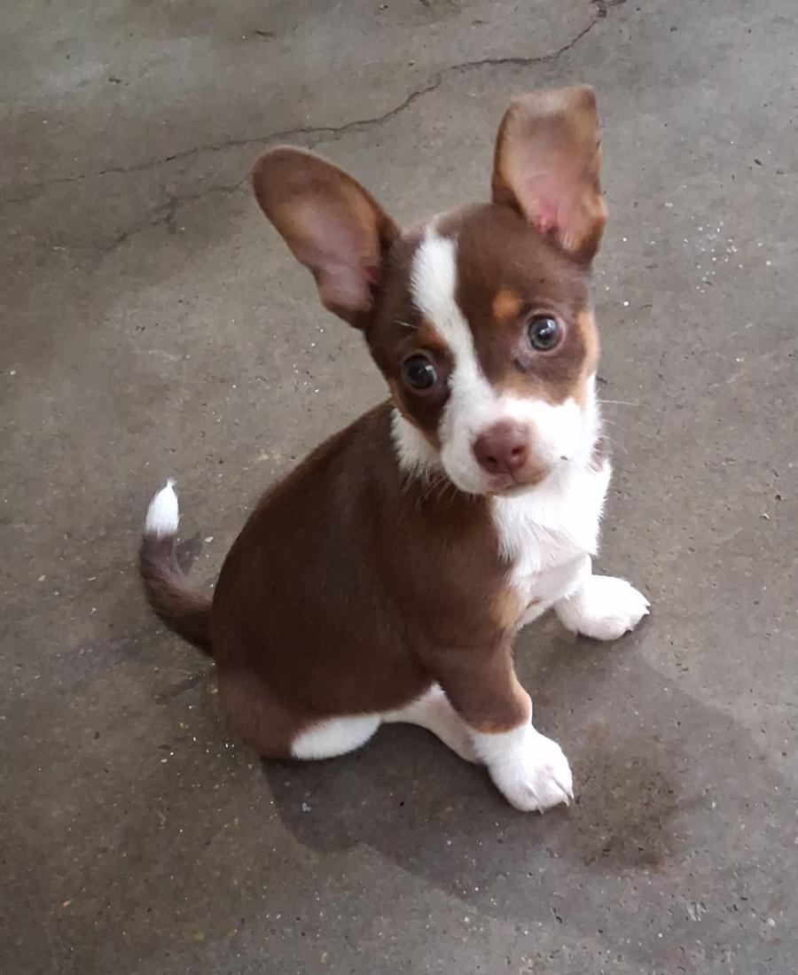 Luna Lou