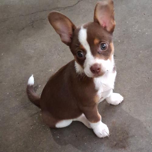 Luna Lou