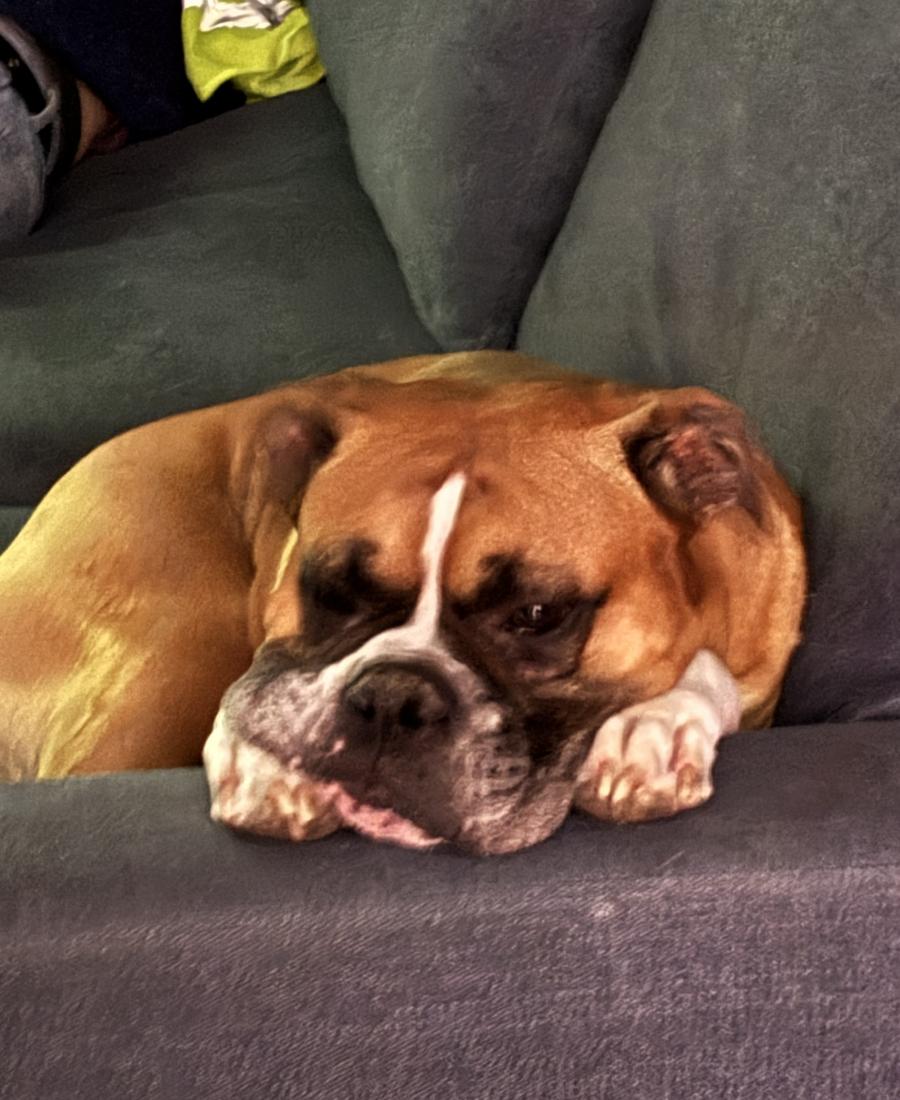 Kobi