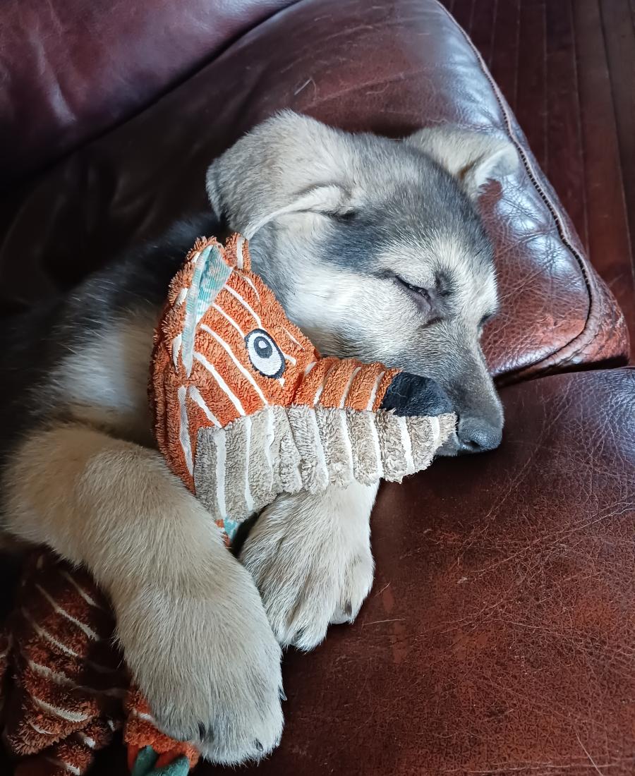 Khaos