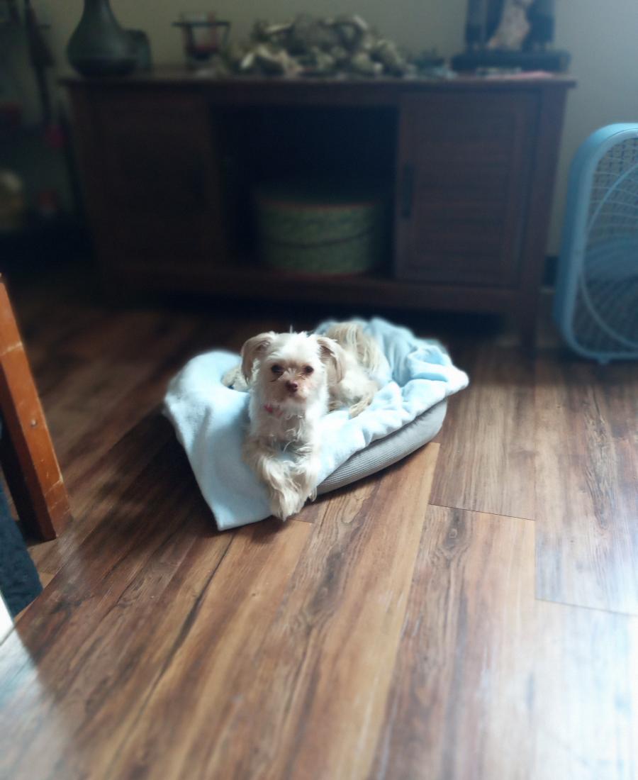 Apollo