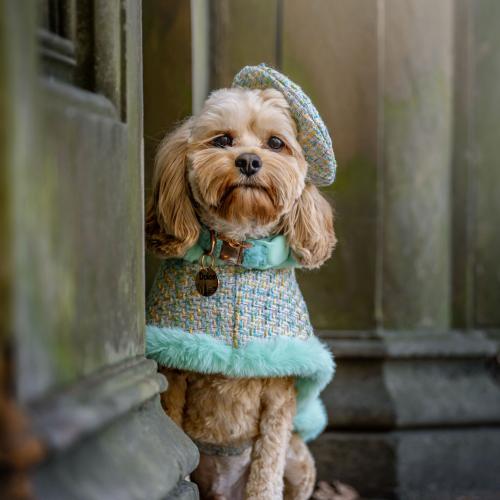 Dolce