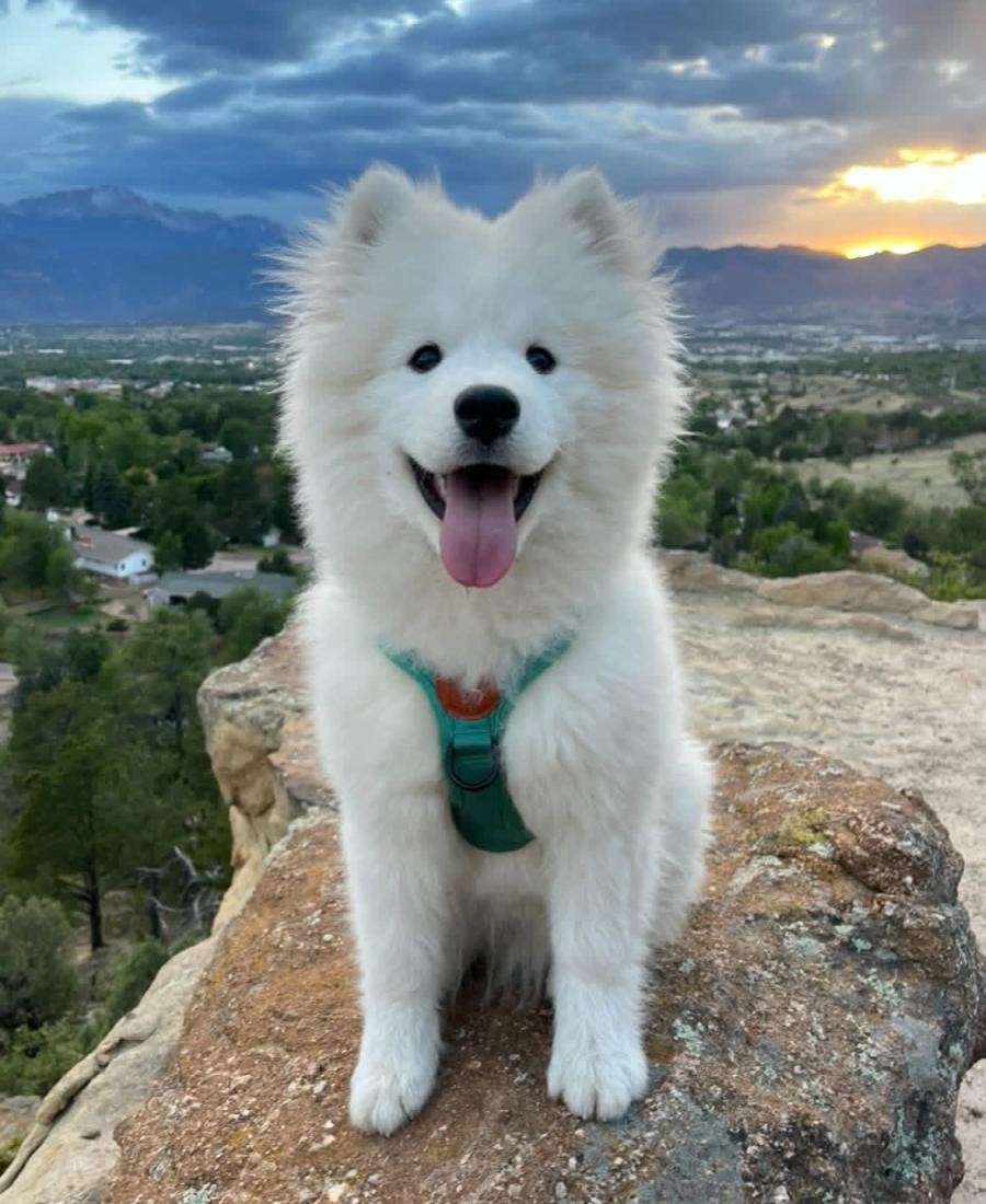 Koda